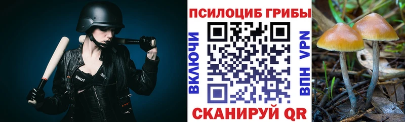 Купить  Уварово  Галлюциногенные грибы Psilocybe 